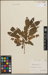 Foto von Salix pentandra L.